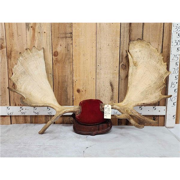 52" Wide Moose Antlers On Plaque