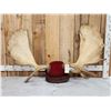 Image 1 : 52" Wide Moose Antlers On Plaque