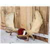 Image 2 : 52" Wide Moose Antlers On Plaque