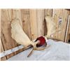 Image 3 : 52" Wide Moose Antlers On Plaque