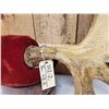Image 4 : 52" Wide Moose Antlers On Plaque