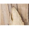 Image 5 : 52" Wide Moose Antlers On Plaque