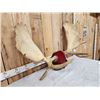 Image 7 : 52" Wide Moose Antlers On Plaque
