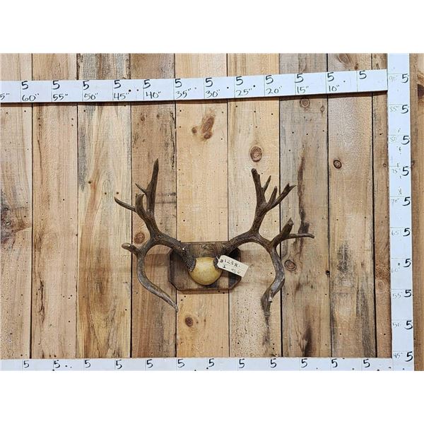 Vintage 9x11 Mule Deer Antlers On Plaque