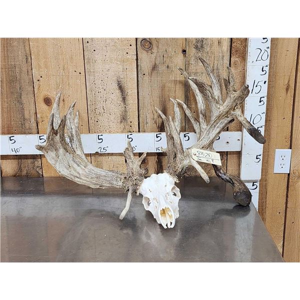MONSTER 322" Whitetail Antlers On Skull