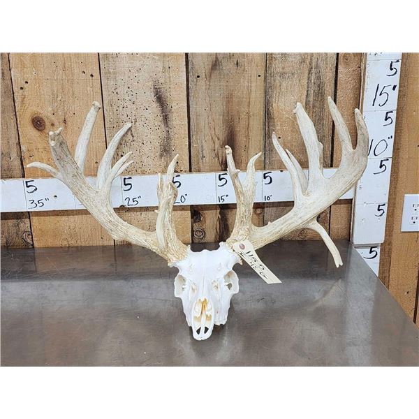High 200 Class Whitetail Antlers On Skull