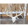 Image 1 : High 200 Class Whitetail Antlers On Skull