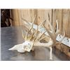 Image 2 : High 200 Class Whitetail Antlers On Skull