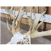 Image 3 : High 200 Class Whitetail Antlers On Skull