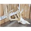 Image 4 : High 200 Class Whitetail Antlers On Skull