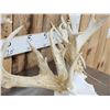 Image 5 : High 200 Class Whitetail Antlers On Skull