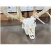Image 6 : High 200 Class Whitetail Antlers On Skull