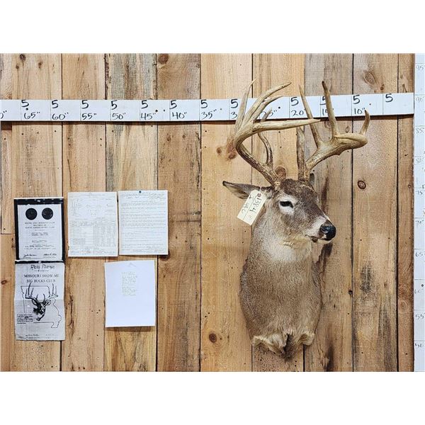 180 1/8" Wild Missouri Whitetail Shoulder Mount Taxidermy