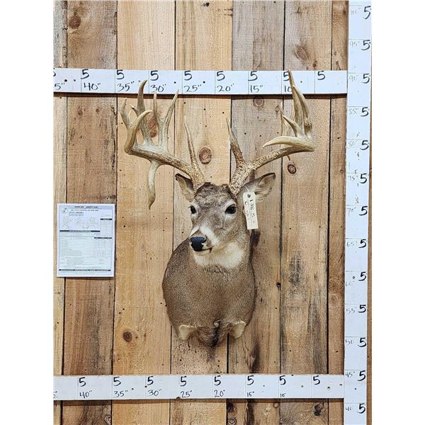191 1/8" Wild Missouri Whitetail Shoulder Mount Taxidermy