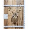 Image 1 : 191 1/8" Wild Missouri Whitetail Shoulder Mount Taxidermy