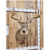 Image 2 : 191 1/8" Wild Missouri Whitetail Shoulder Mount Taxidermy