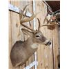 Image 3 : 191 1/8" Wild Missouri Whitetail Shoulder Mount Taxidermy