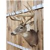 Image 4 : 191 1/8" Wild Missouri Whitetail Shoulder Mount Taxidermy