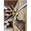 Image 5 : 191 1/8" Wild Missouri Whitetail Shoulder Mount Taxidermy
