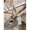 Image 6 : 191 1/8" Wild Missouri Whitetail Shoulder Mount Taxidermy