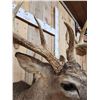 Image 7 : 191 1/8" Wild Missouri Whitetail Shoulder Mount Taxidermy
