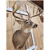 Image 8 : 191 1/8" Wild Missouri Whitetail Shoulder Mount Taxidermy