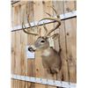 Image 9 : 191 1/8" Wild Missouri Whitetail Shoulder Mount Taxidermy
