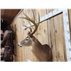 Image 10 : 215 5/8" Whitetail Shoulder Mount Taxidermy
