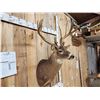 Image 11 : 215 5/8" Whitetail Shoulder Mount Taxidermy