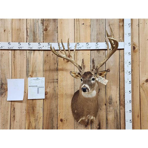 215 5/8" Whitetail Shoulder Mount Taxidermy