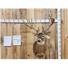 Image 1 : 215 5/8" Whitetail Shoulder Mount Taxidermy