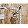 Image 2 : 215 5/8" Whitetail Shoulder Mount Taxidermy