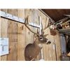 Image 3 : 215 5/8" Whitetail Shoulder Mount Taxidermy
