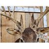 Image 4 : 215 5/8" Whitetail Shoulder Mount Taxidermy