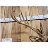 Image 5 : 215 5/8" Whitetail Shoulder Mount Taxidermy