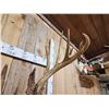 Image 6 : 215 5/8" Whitetail Shoulder Mount Taxidermy