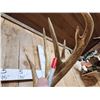 Image 8 : 215 5/8" Whitetail Shoulder Mount Taxidermy