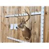 Image 9 : 215 5/8" Whitetail Shoulder Mount Taxidermy