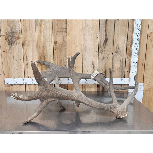 Historic Wyoming Colorado Giant Elk Shed Antlers