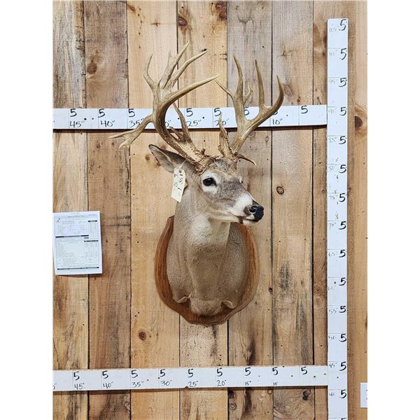 202 3/8" Nontypical Whitetail Shoulder Mount Taxidermy