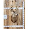 Image 1 : 202 3/8" Nontypical Whitetail Shoulder Mount Taxidermy