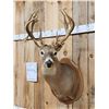 Image 2 : 202 3/8" Nontypical Whitetail Shoulder Mount Taxidermy