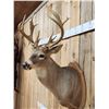 Image 3 : 202 3/8" Nontypical Whitetail Shoulder Mount Taxidermy