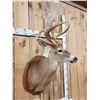Image 4 : 202 3/8" Nontypical Whitetail Shoulder Mount Taxidermy
