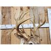 Image 5 : 202 3/8" Nontypical Whitetail Shoulder Mount Taxidermy