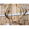 Image 6 : 202 3/8" Nontypical Whitetail Shoulder Mount Taxidermy