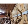 Image 7 : 202 3/8" Nontypical Whitetail Shoulder Mount Taxidermy