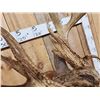 Image 8 : 202 3/8" Nontypical Whitetail Shoulder Mount Taxidermy