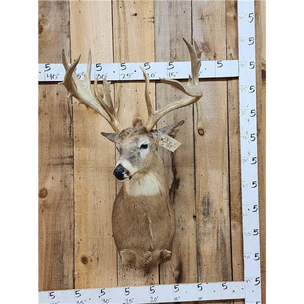 184 6/8" Wild Missouri Deer Shoulder Mount Taxidermy