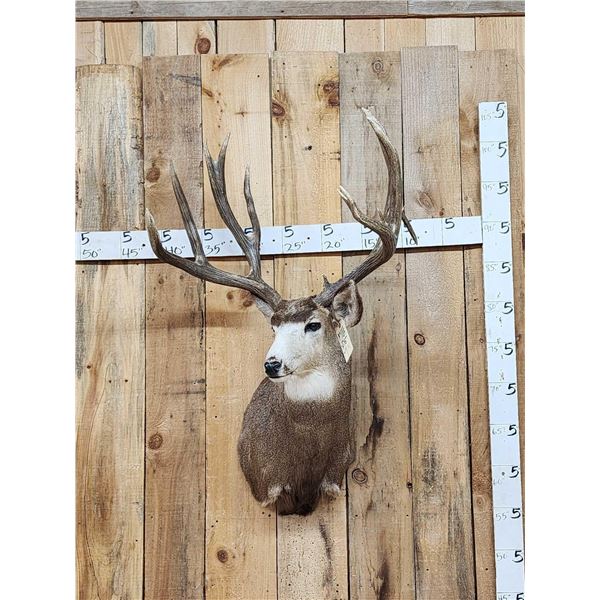 223 2/8" Gross Mule Deer Shoulder Mount Taxidermy